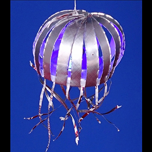 Jellyfish